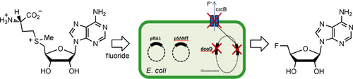 cbic202000051-toc-0001-m